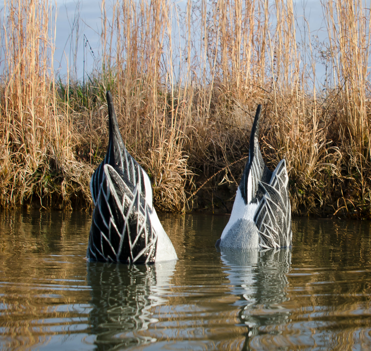 Magnum Duck Butt Pintail Foam Filled Drakes (2pk)