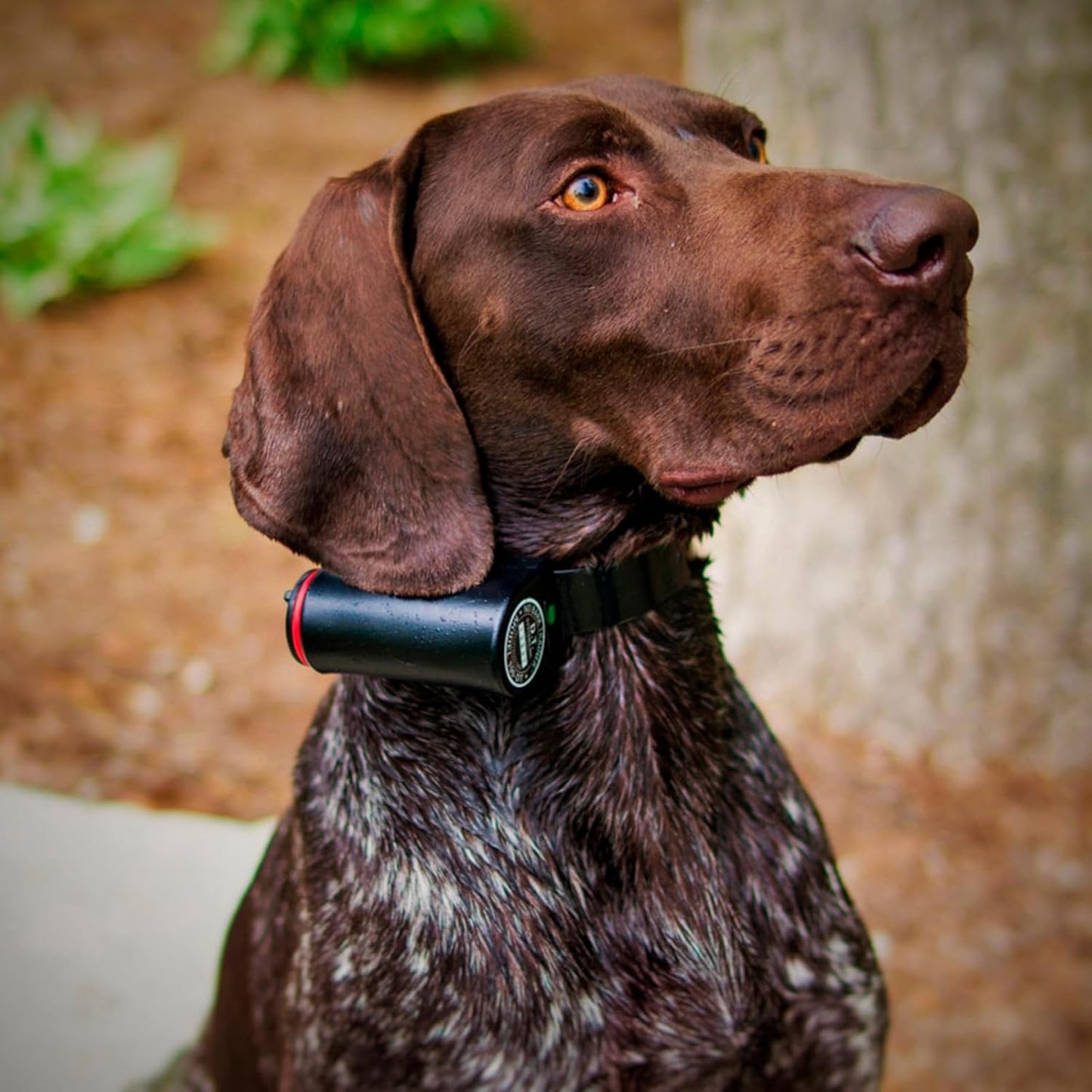 190-DT Big Dog Bark Collar - Black