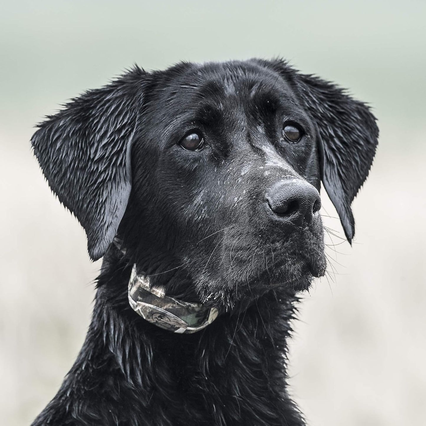 Extra Collar/Receiver for SD-425X Series