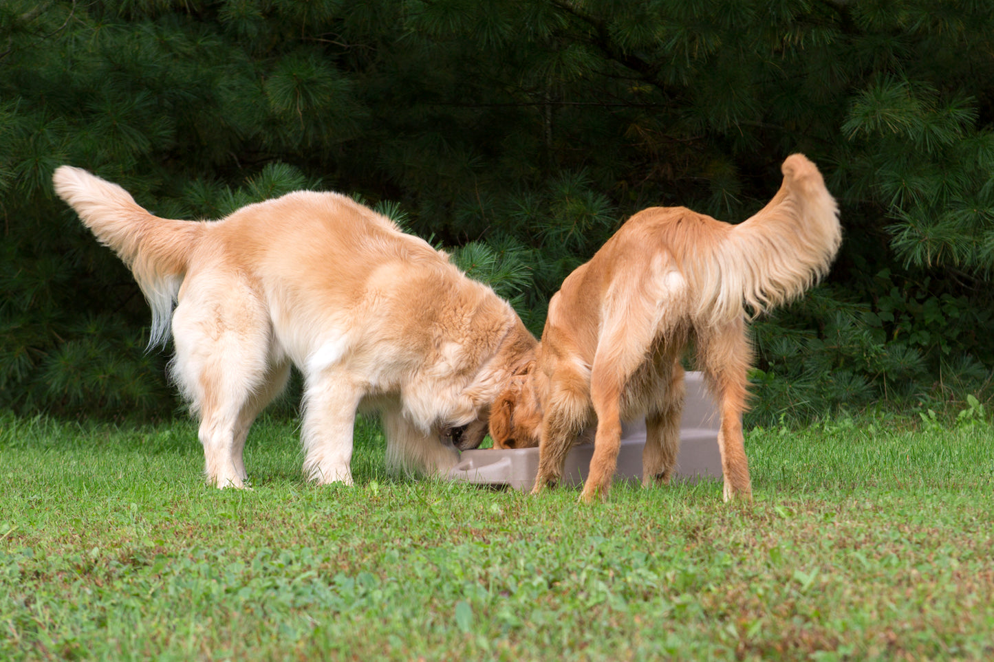 Dakota 283 Dash 5.0 Watering System With Dakota Guard Antimicrobial