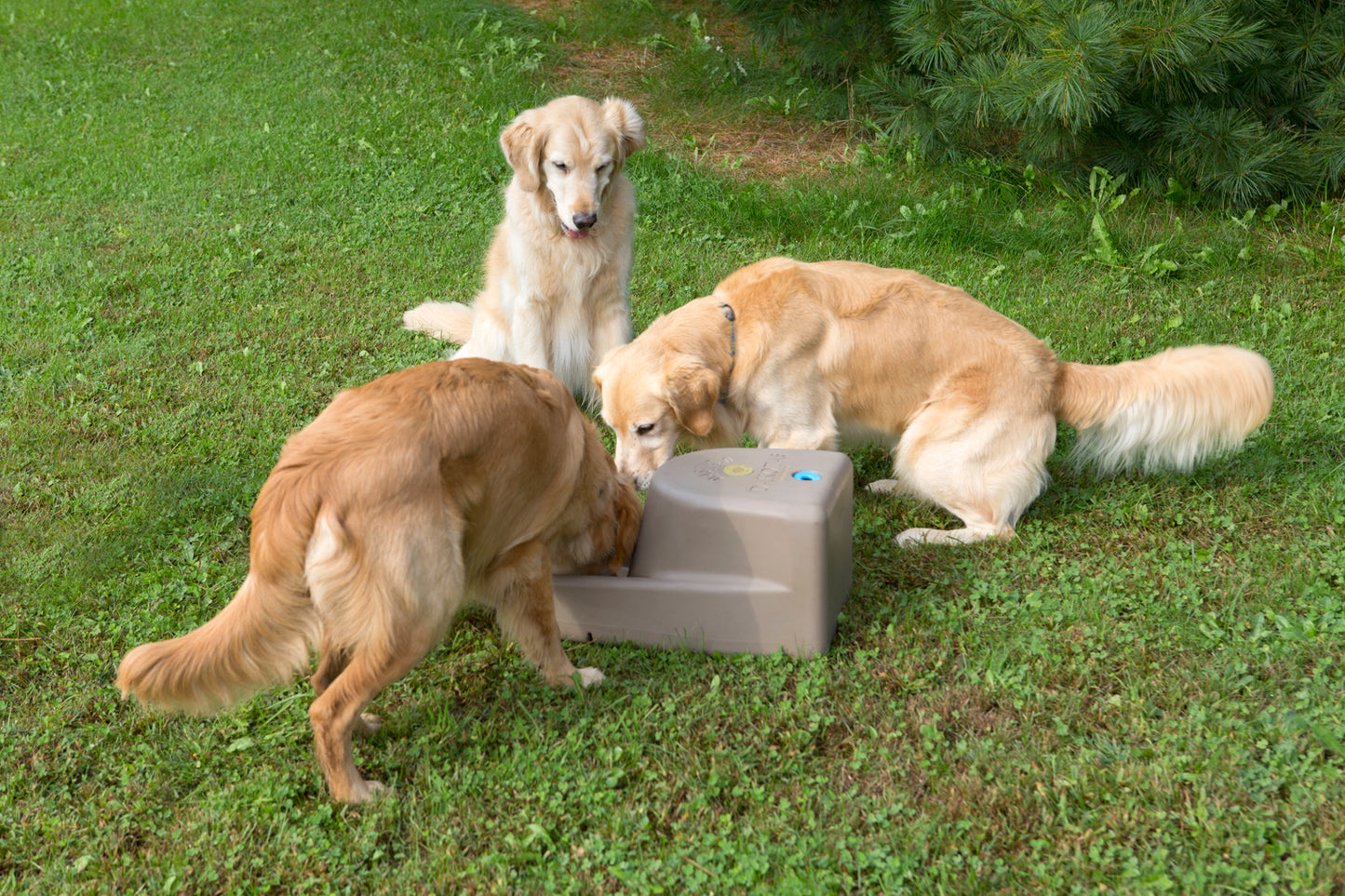 Dakota 283 Dash 5.0 Watering System With Dakota Guard Antimicrobial