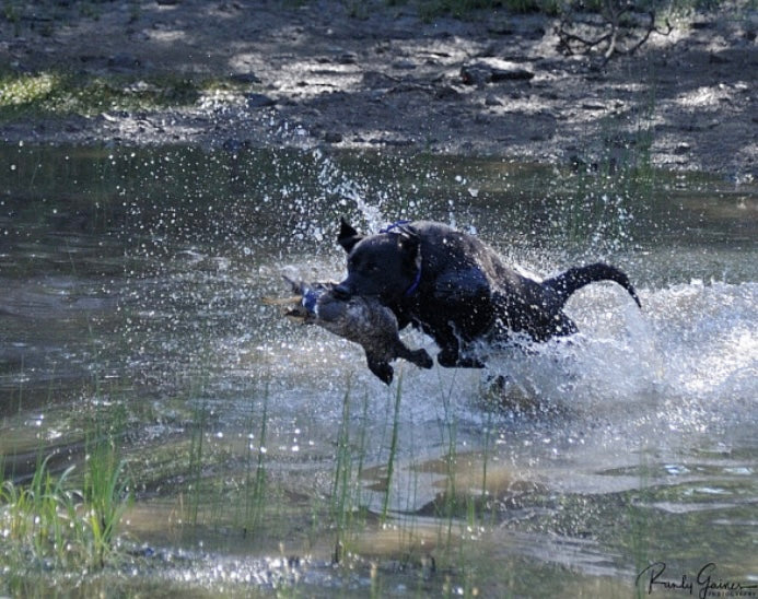 Hunting Dog