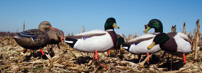 Magnum Full-Body Mallard Variety Pk, Flocked Heads (6pk)