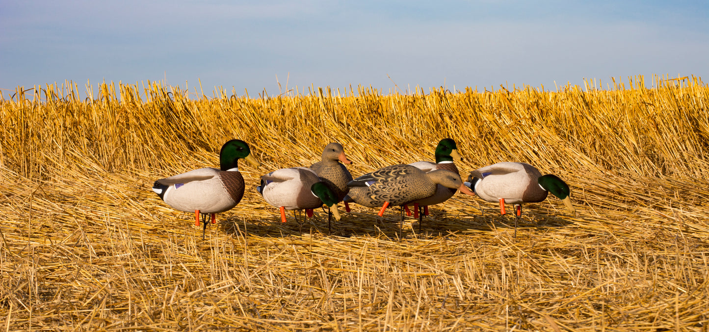 Magnum Full-Body Mallard Variety Pk, Flocked Heads (6pk)