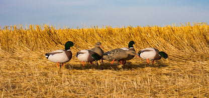 Magnum Full-Body Mallard Variety Pk, Flocked Heads (6pk)