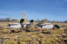 Magnum Full Form Shell Mallard Variety Pk, Flocked Heads (6pk)