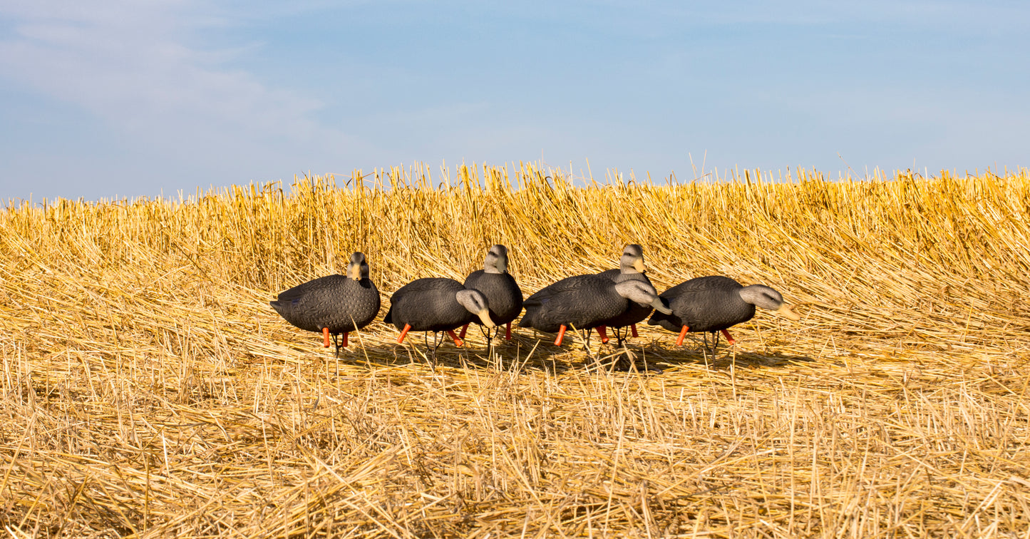 Magnum Full-Body Black Duck Variety Pk (6pk)