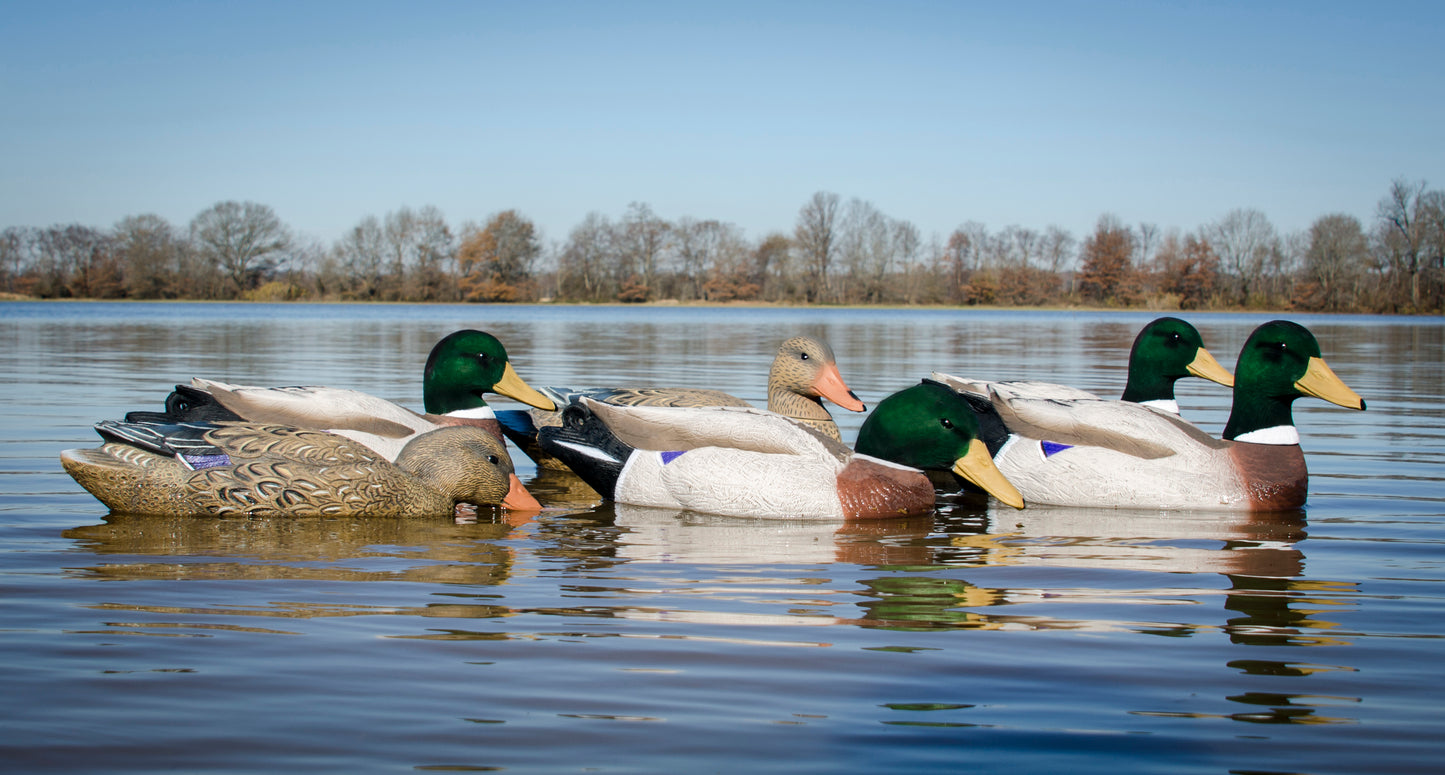 Battleship Mallard Foam Filled (6pk)