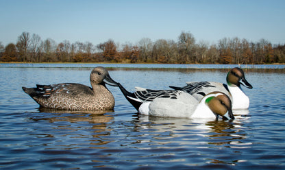 Battleship Pintail Foam Filled (6pk)