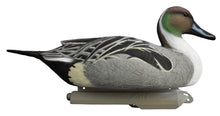 Battleship Pintail Foam Filled (6pk)