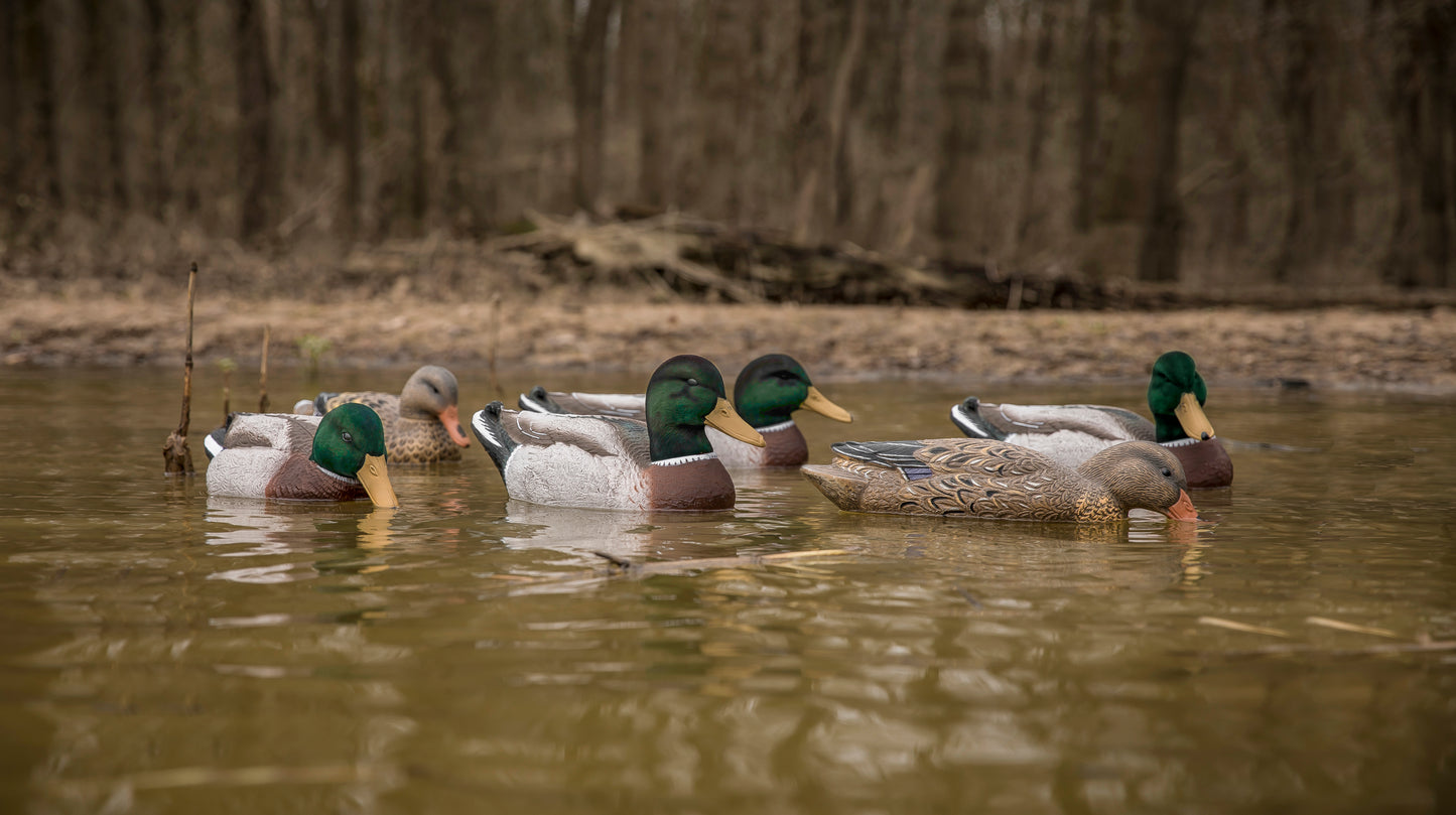 Magnum Mallard – 6 Pack