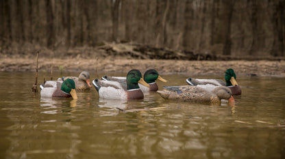 Magnum Mallard – 6 Pack