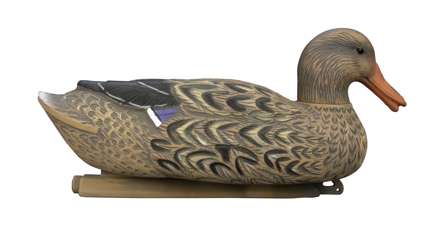 Magnum Mallard – 6 Pack