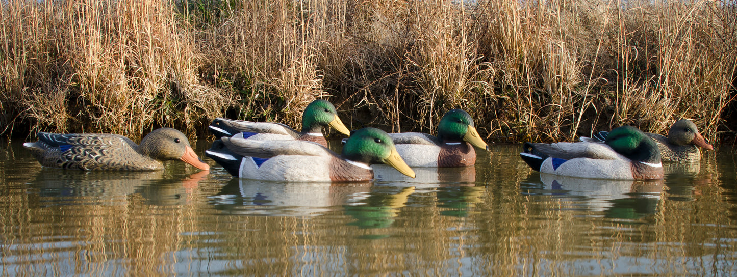 Full-Size Mallard (6pk)