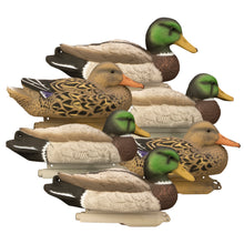 Standard Mallard (6pk)