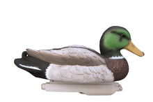 Standard Mallard Foam Filled (12pk)