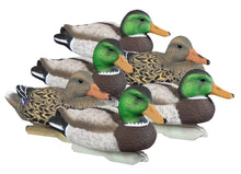 Standard Mallard (6pk)