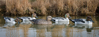 Standard Pintail Foam Filled (6pk)