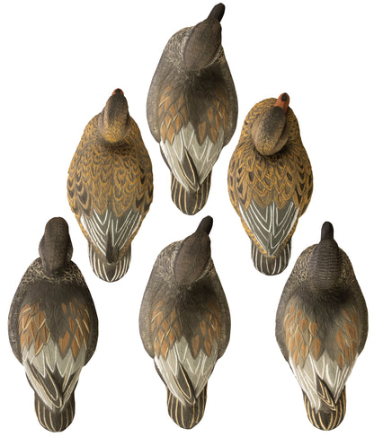 Standard Gadwall Foam Filled (6pk)