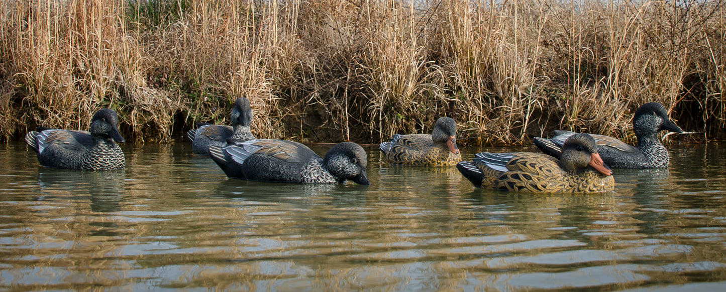 Standard Gadwall Foam Filled (6pk)