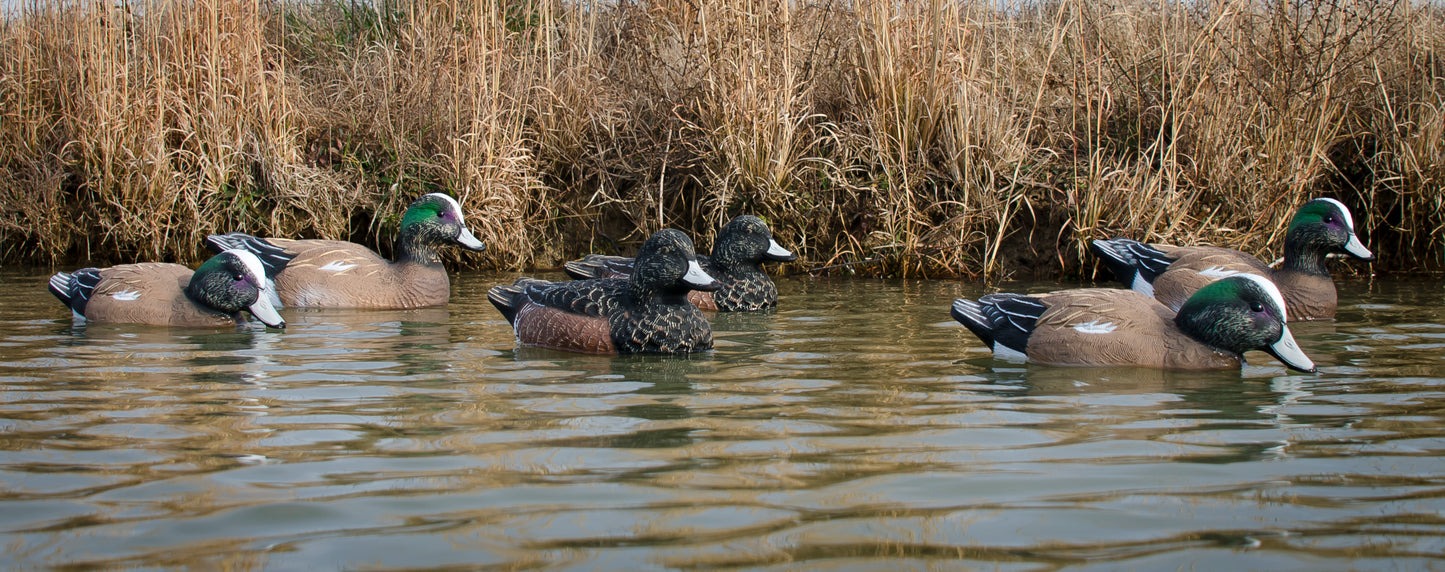 Standard Widgeon Foam Filled (6pk)