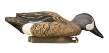 Standard Blue Wing Teal, Foam Filled