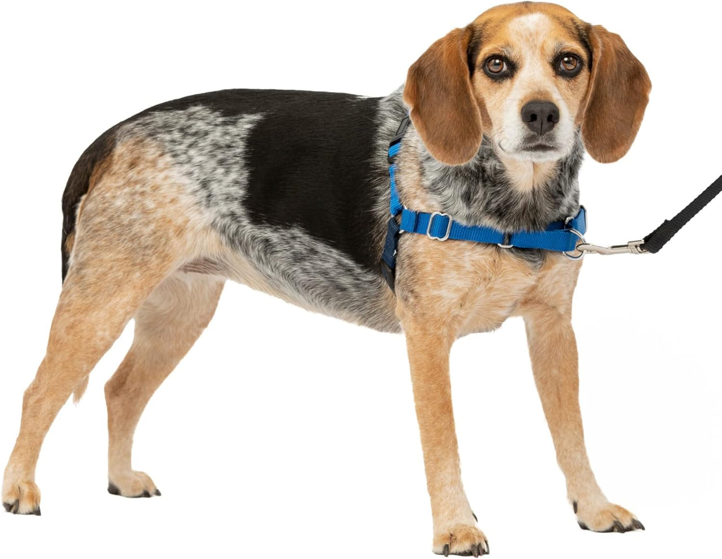 Easy Walk Harness