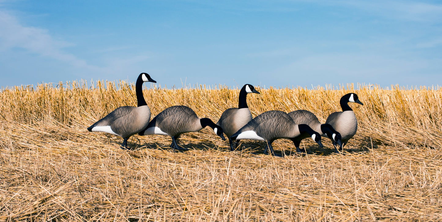 Alpha Magnum Full-Body Variety Pack, Canada , Flocked Heads (6pk)