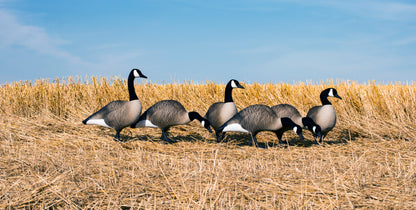Alpha Magnum Full-Body Variety Pack, Canada , Flocked Heads (6pk)