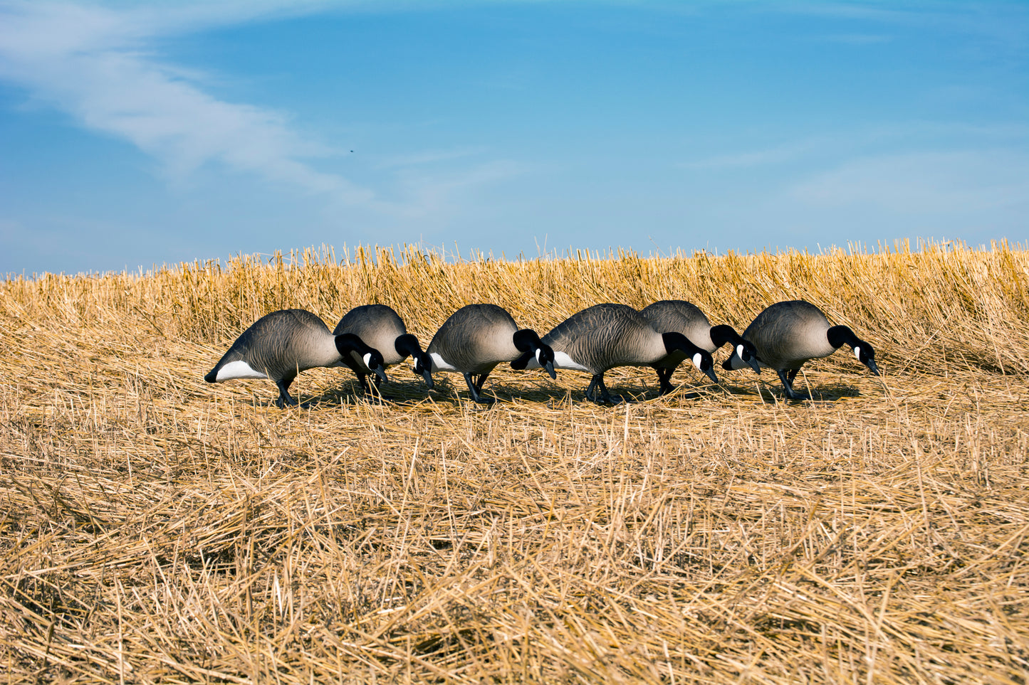 Alpha Magnum Full-Body Variety Pack, Canada , Flocked Heads (6pk)