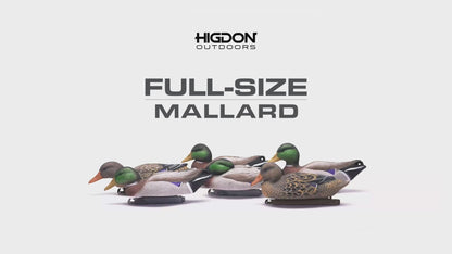 Full-Size Mallard (6pk)