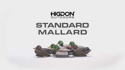 Standard Mallard (6pk)