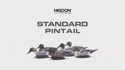 Standard Pintail Foam Filled (6pk)